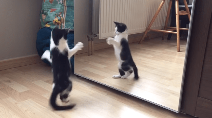 おまえは誰だ！！？ はじめて鏡を見た子猫ちゃんの戸惑う仕草が...♡2