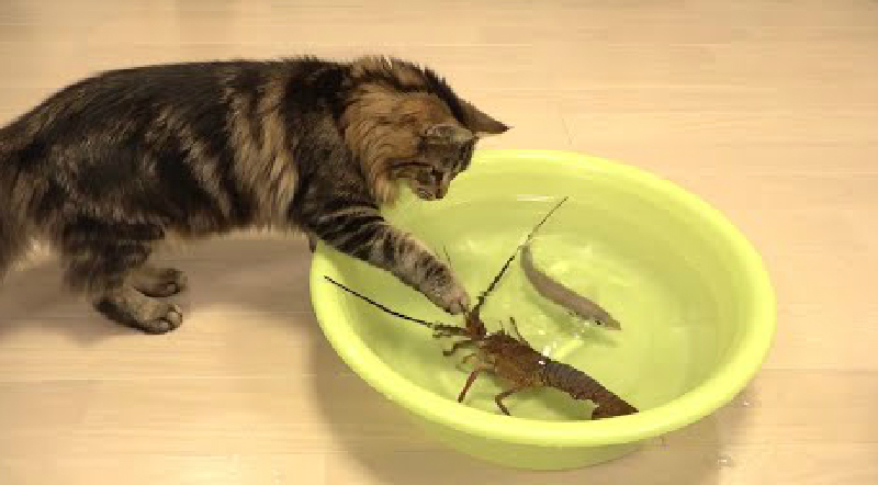猫 vs 伊勢海老の対決！！猫の個性が楽しいです。