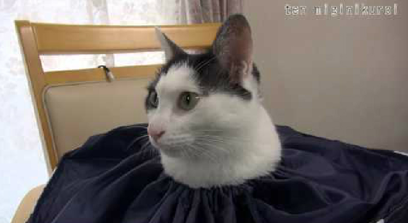 猫が生えてるｗ 巾着袋の口から、ひょっこり顔を出している猫