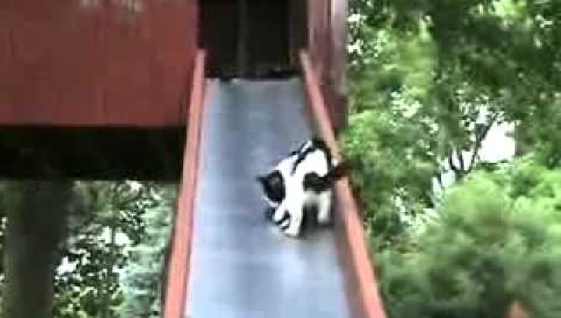 おまえもか！子猫トラップな滑り台に次々と引っかかる子猫たち