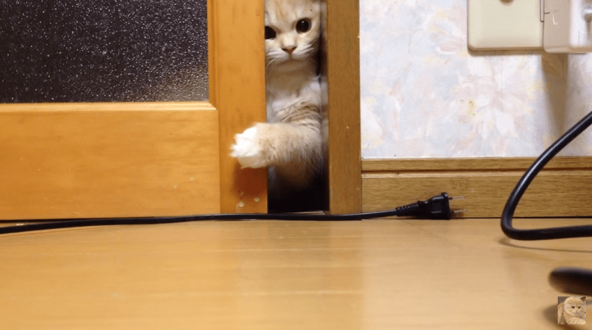 がんばっても窓を開けれない猫ちゃん！少しの隙間で悪戦苦闘…