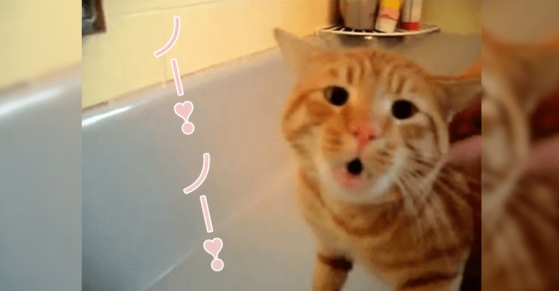 お風呂が嫌すぎて……ＮＯ！ＮＯ！と可愛い声で雄叫びをあげる猫ちゃん。