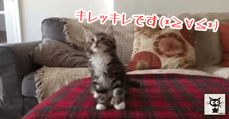 ノリノリでキレッキレな子猫ちゃんのダンスにほっこり(*´ｪ`*)