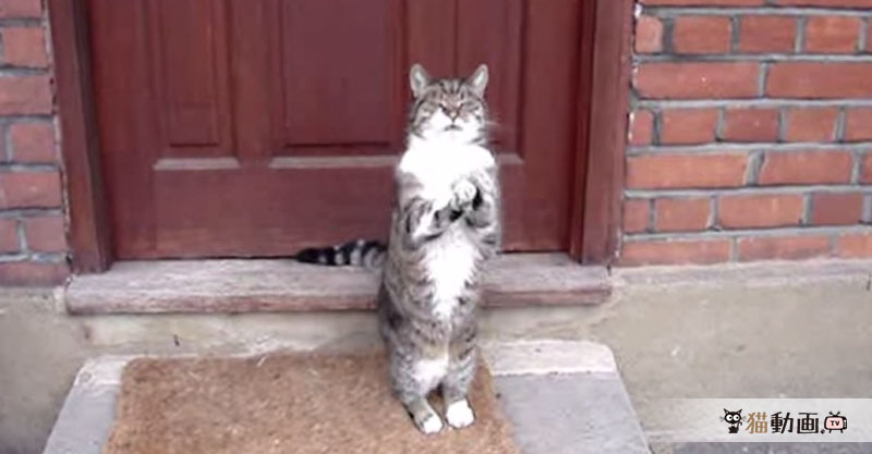 散歩から帰ると『開けてください』とおねだりポーズをする賢い猫さん