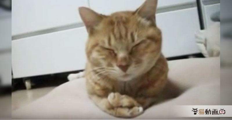 眠りにつくスタイルは猫それぞれです、では、ミャーちゃんの眠りかたを見てみましょう！