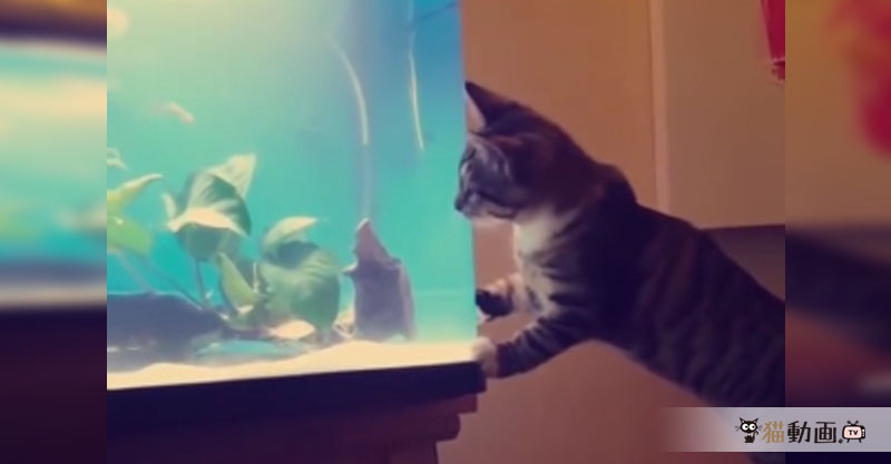 水槽の中の魚を捕まえようとした猫さんは……やっぱりの結果┐(´～｀)┌
