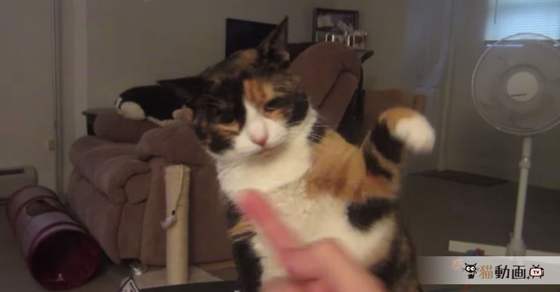 【ダメ！絶対】猫さんに中指を立てると……やっぱりですが怒ります(=｀ω´=) ﾑ!