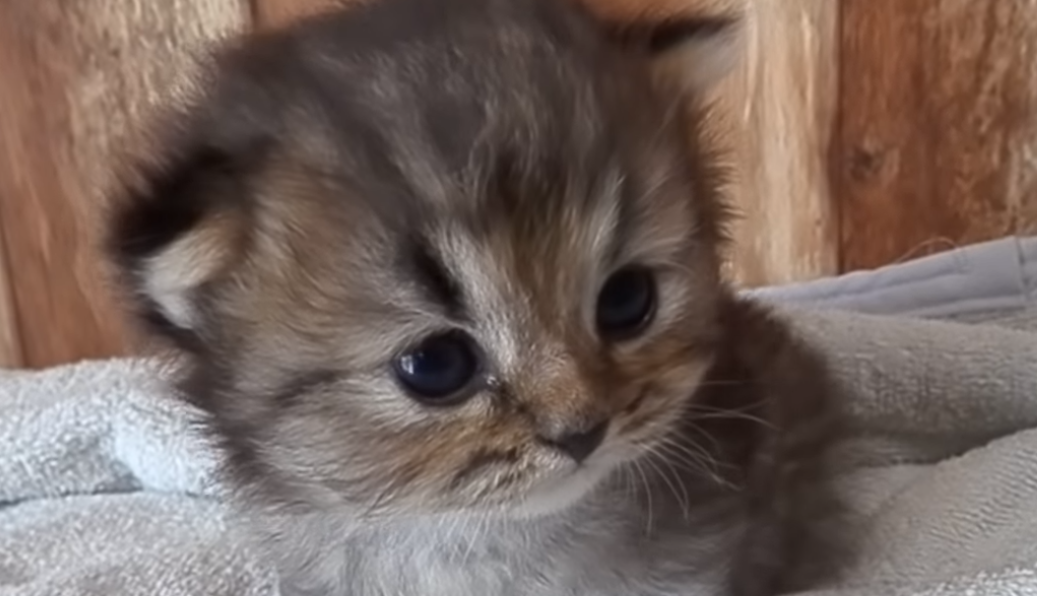 ペルシャ猫の赤ちゃんが可愛すぎて一生見ていたい(*´ω｀)?