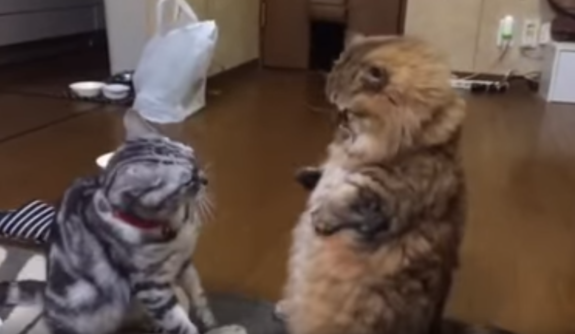 猫ちゃん同士の喧嘩中になんと、「マ、マ、マ、マンチカンが立った?‼」