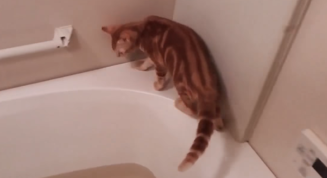 お風呂が嫌いな猫ちゃんにこのあと悲劇が?⚡！？助けてニャーッ‼