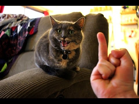 ネコちゃんに中指を立てるとどうなりますか？