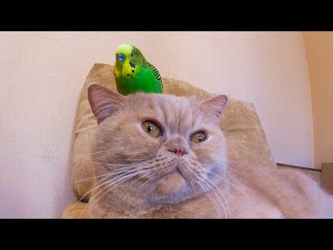 猫さんと鳥さんの友情は可能なのでしょうか？