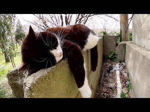 ハチワレ猫がコンクリート製の塀を抱き枕にして眠っている姿に癒されます?